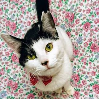 【ハナナ】おかげ様で里親様が決まりました！