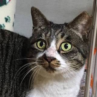 【みくり】おかげ様で里親様が決まりました！