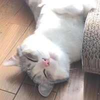 錫