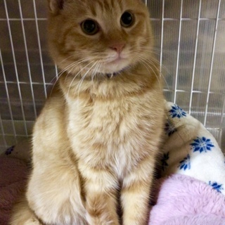 甘えん坊茶トラ王子・あじくん