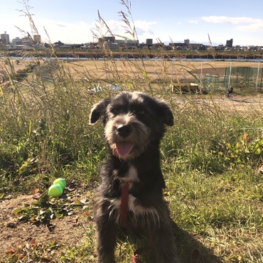 成犬里親です。可愛がる、少しずつ、距離を縮める、上手くいかなくても、また、近寄る、どんどん可愛くなってます