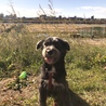 成犬里親です。可愛がる、少しずつ、距離を縮める、上手くいかなくても、また、近寄る、どんどん可愛くなってます