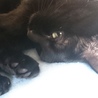 黒猫希望