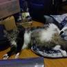 の写真