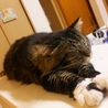 の写真