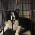 里親募集中