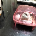 ジャンガリアンハムスター子ハム里親募集