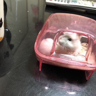 ジャンガリアンハムスター子ハム里親募集