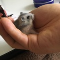 ジャンガリアンハムスター里親募集
