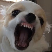 チロ