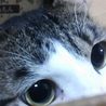 おがわのれな