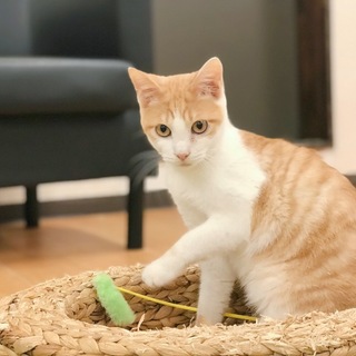 ハチミツ色の茶トラ白♪ ハニーくん♪ 1歳