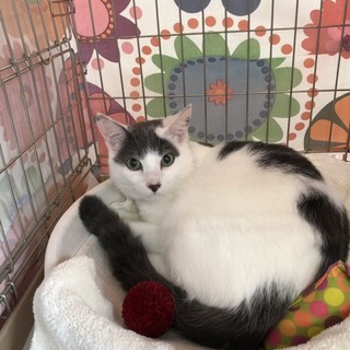 綺麗なグレー白の空河くうが君(=^ェ^=)