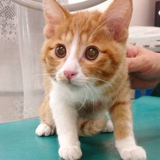 生後４ヶ月のチャトラ白の男の子、可愛いですよ＾＾/