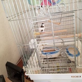 十姉妹ペア２組