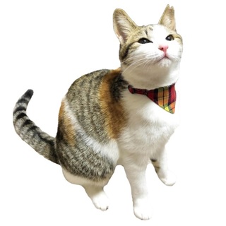 美人な三毛猫さん！