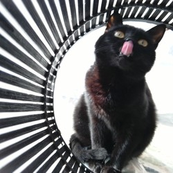 「笑う門には福来る」サムネイル2