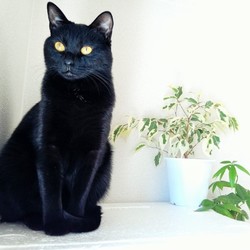 「笑う門には福来る」サムネイル3