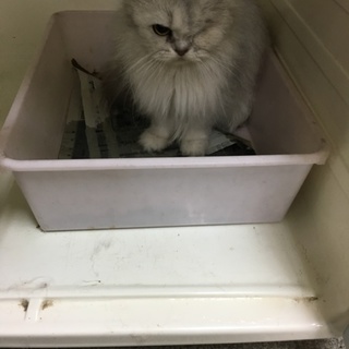 ペルシャチンチラシルバー、チャンスを下さい。