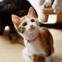 かわいい三毛猫【紅良々】