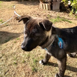 子犬　男の子「運慶」君