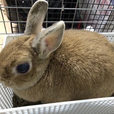 くさばこの中にちょこん