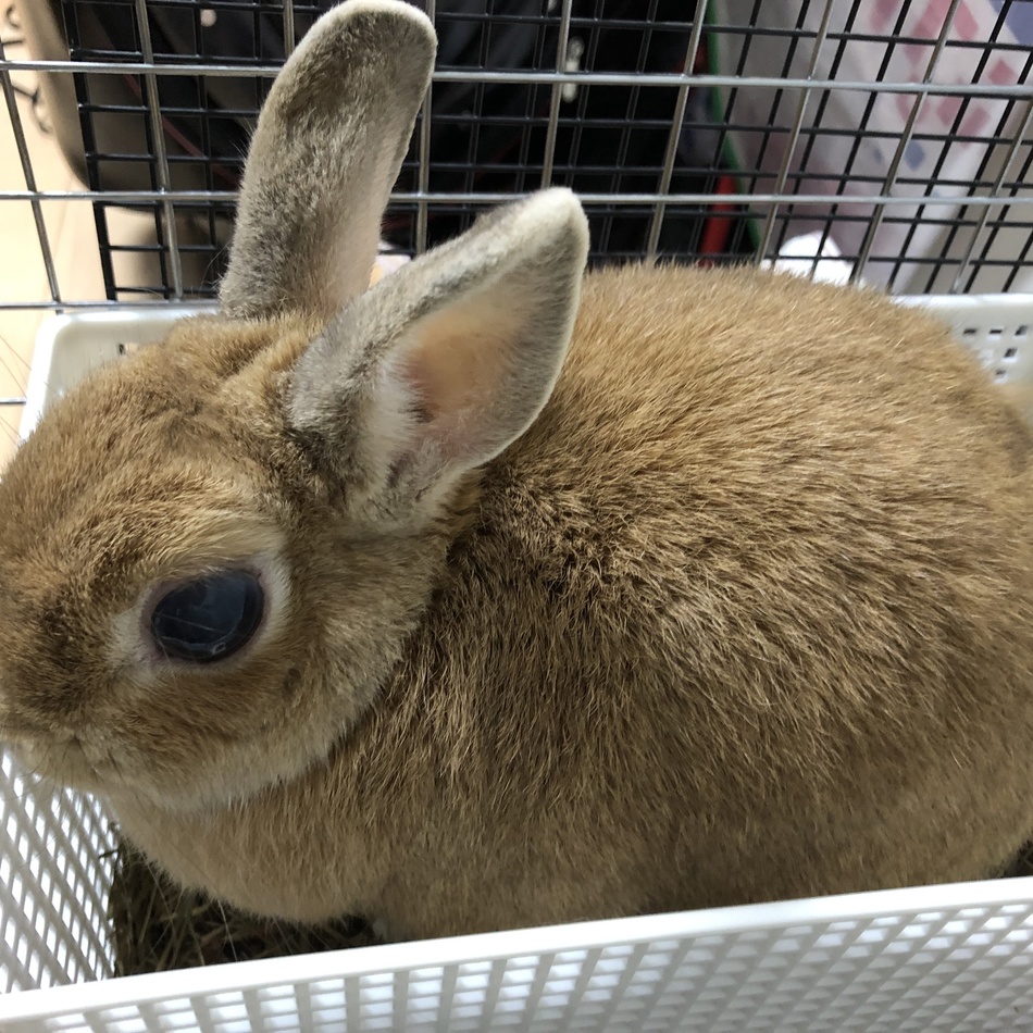 モコのカバー写真