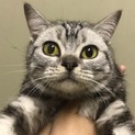 甘えん坊アメショ