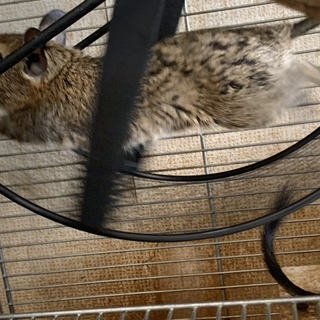 デグー里親募集