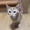 ちゃいろです。募集停止中、相談下さい