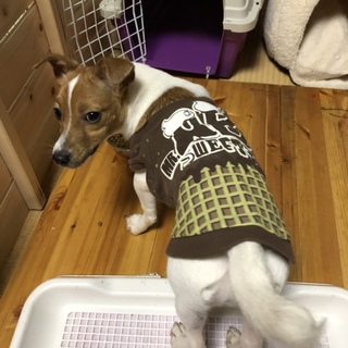 可愛がってくれる方募集します！