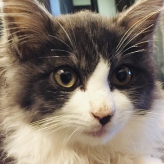 ハチワレ♂約3ヶ月 里親決定♪