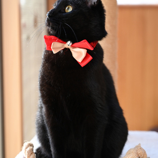 ちょっとドンくさい黒猫くん