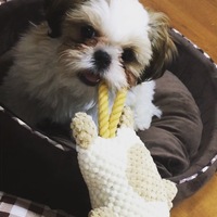 きなこもち