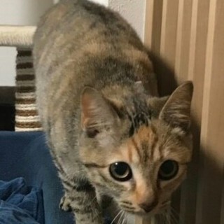 べっぴんさんの光ちゃん