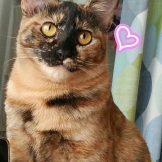 ゴージャス叶さん