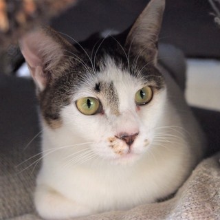 でら！くるみ！