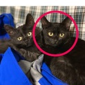 可愛い黒猫ちゃんです！