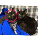 可愛い黒猫ちゃんです！