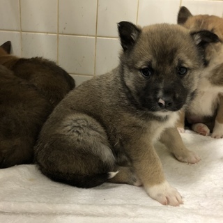 子犬ちゃんの家族になって下さい。831番