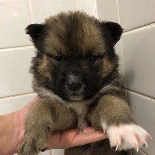 子犬ちゃんの家族になって下さい。832番