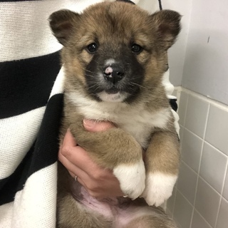 子犬ちゃんの家族になって下さい。833番