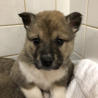 子犬ちゃんの家族になって下さい。834番