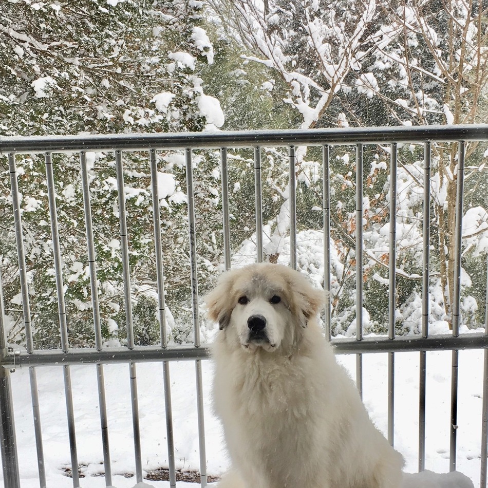もなかのカバー写真