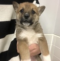 子犬ちゃんの家族になって下さい。836番