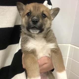 子犬ちゃんの家族になって下さい。836番