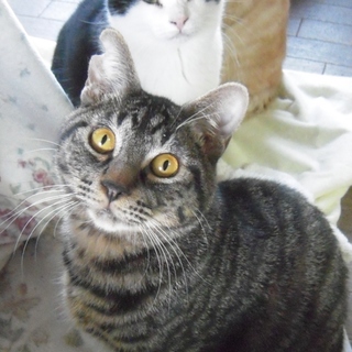  ぼく、超甘えん坊★ジョー 