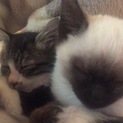 11匹の猫ちゃんの里親募集
