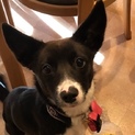 ちょっとシャイな南国犬 タカラ 推定1歳 女の子