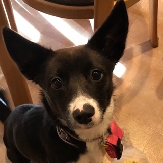 ちょっとシャイな南国犬 タカラ 推定1歳 女の子